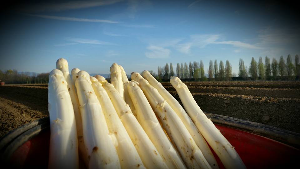 asparagi stagione 2017